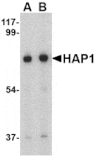 Western blot - HAP1 Antibody from Signalway Antibody (24527) - Antibodies.com