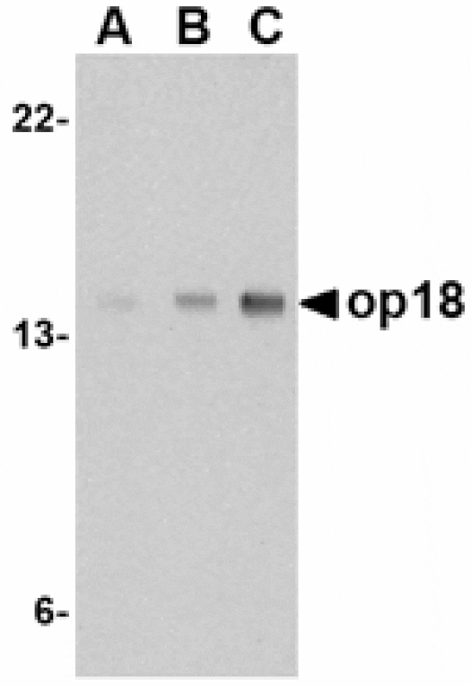 Western blot - op18 Antibody from Signalway Antibody (24537) - Antibodies.com