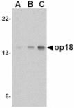 Western blot - op18 Antibody from Signalway Antibody (24537) - Antibodies.com