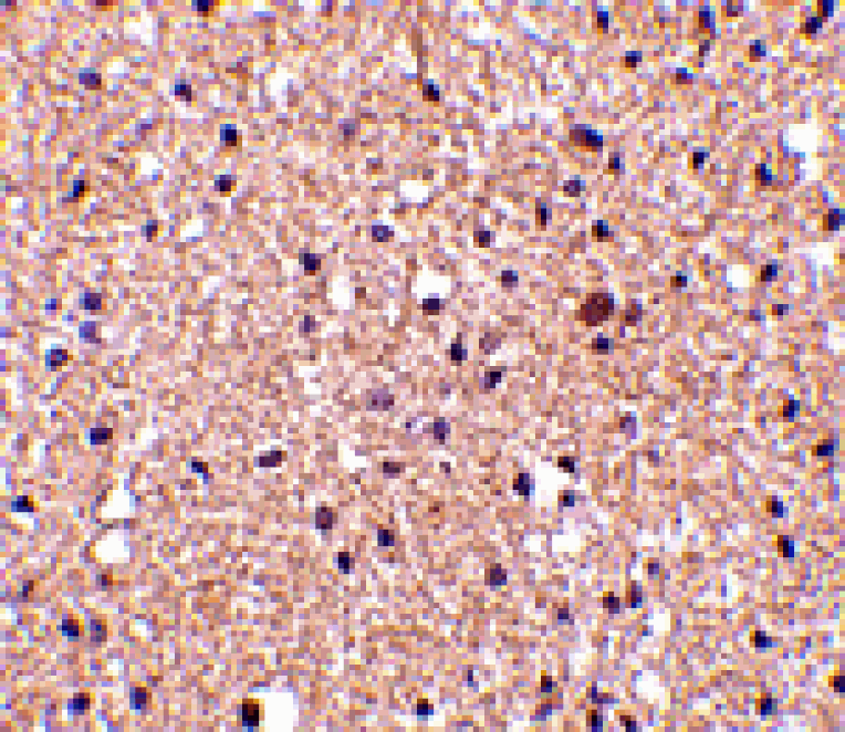 Immunohistochemistry - op18 Antibody from Signalway Antibody (24537) - Antibodies.com