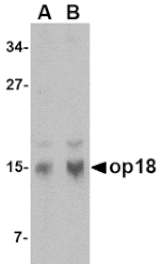 Western blot - op18 Antibody from Signalway Antibody (24538) - Antibodies.com