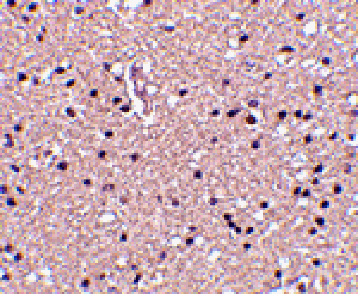 Immunohistochemistry - op18 Antibody from Signalway Antibody (24538) - Antibodies.com
