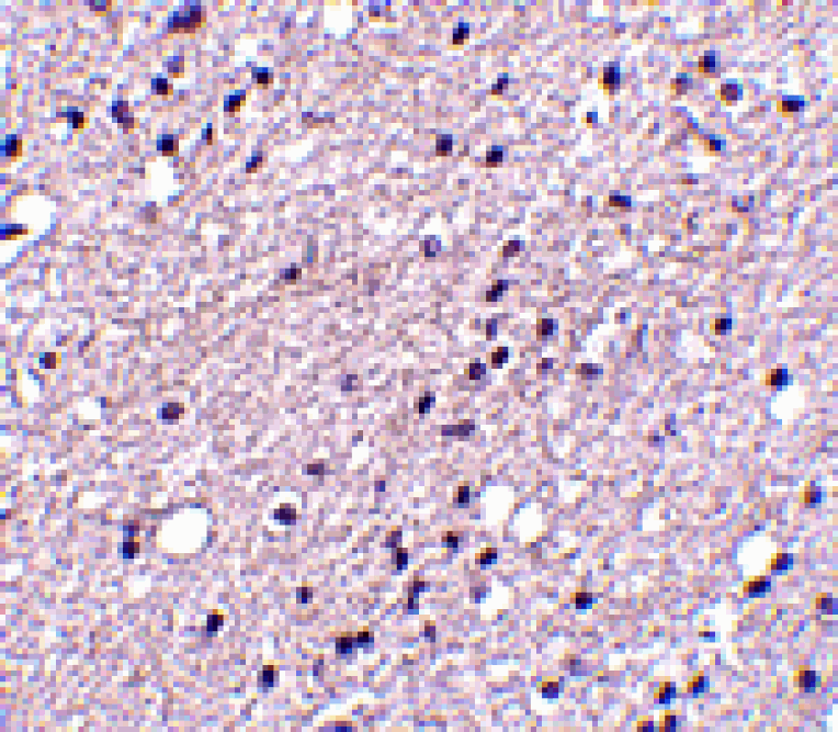 Immunohistochemistry - NK3R Antibody from Signalway Antibody (24544) - Antibodies.com