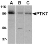Western blot - PTK7 Antibody from Signalway Antibody (24563) - Antibodies.com