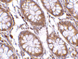 Immunohistochemistry - PTK7 Antibody from Signalway Antibody (24563) - Antibodies.com