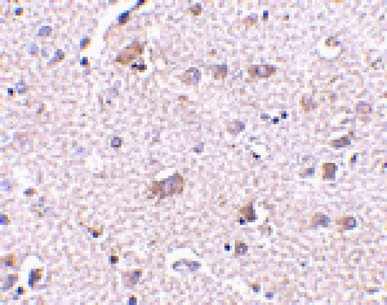 Immunohistochemistry - CDNF Antibody from Signalway Antibody (24582) - Antibodies.com