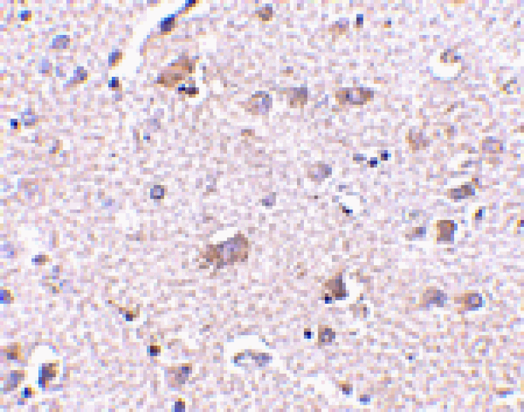Immunohistochemistry - CDNF Antibody from Signalway Antibody (24582) - Antibodies.com