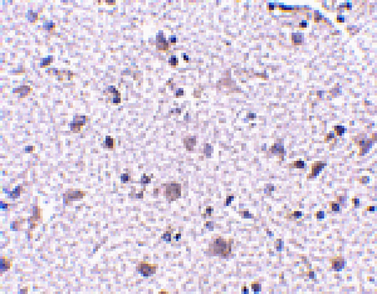 Immunohistochemistry - CDNF Antibody from Signalway Antibody (24583) - Antibodies.com