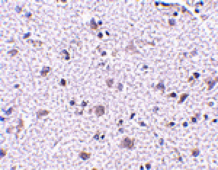 Immunohistochemistry - CDNF Antibody from Signalway Antibody (24583) - Antibodies.com