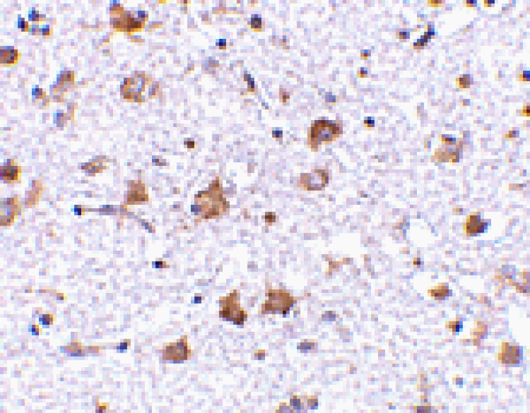 Immunohistochemistry - MANF Antibody from Signalway Antibody (24584) - Antibodies.com