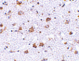 Immunohistochemistry - MANF Antibody from Signalway Antibody (24584) - Antibodies.com