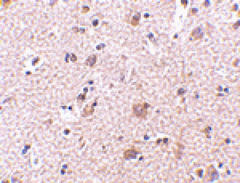 Immunohistochemistry - MANF Antibody from Signalway Antibody (24585) - Antibodies.com