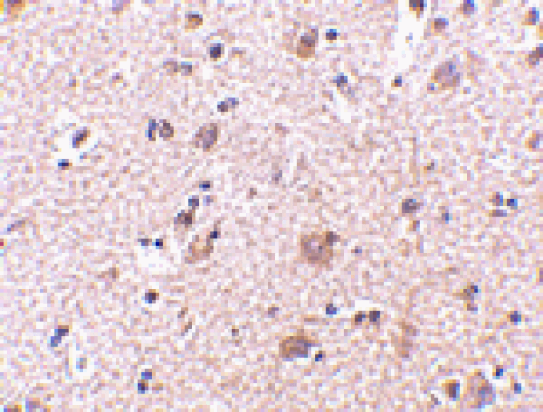 Immunohistochemistry - MANF Antibody from Signalway Antibody (24585) - Antibodies.com