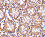 Immunohistochemistry - TEM1 Antibody from Signalway Antibody (24590) - Antibodies.com