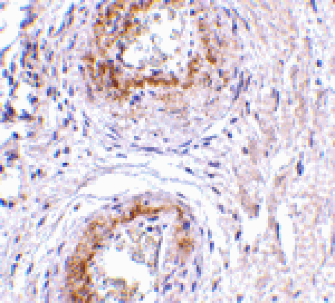 Immunohistochemistry - TEM5 Antibody from Signalway Antibody (24594) - Antibodies.com