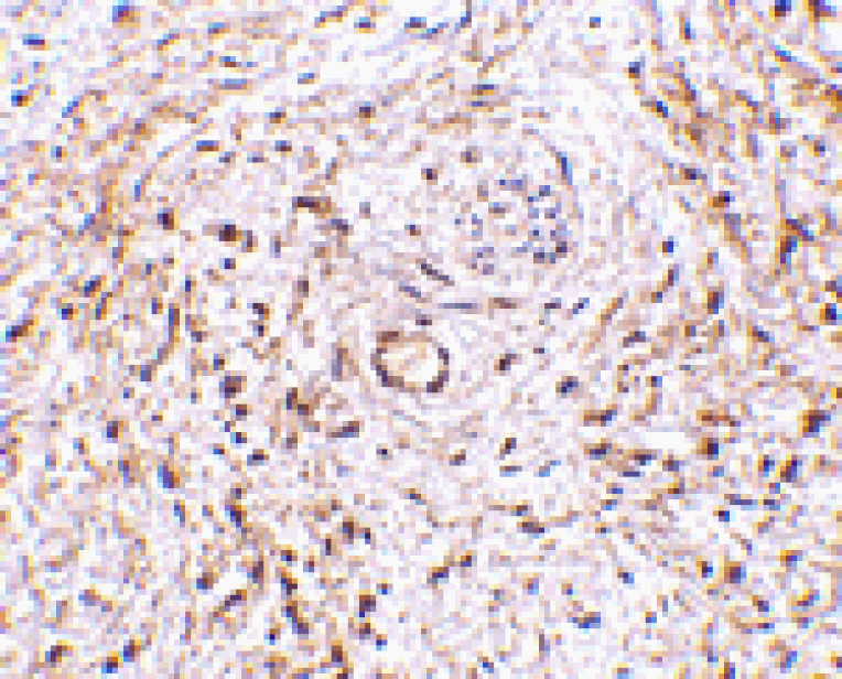 Immunohistochemistry - TEM5 Antibody from Signalway Antibody (24595) - Antibodies.com