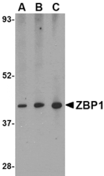 Western blot - ZBP1 Antibody from Signalway Antibody (24608) - Antibodies.com
