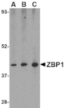 Western blot - ZBP1 Antibody from Signalway Antibody (24608) - Antibodies.com
