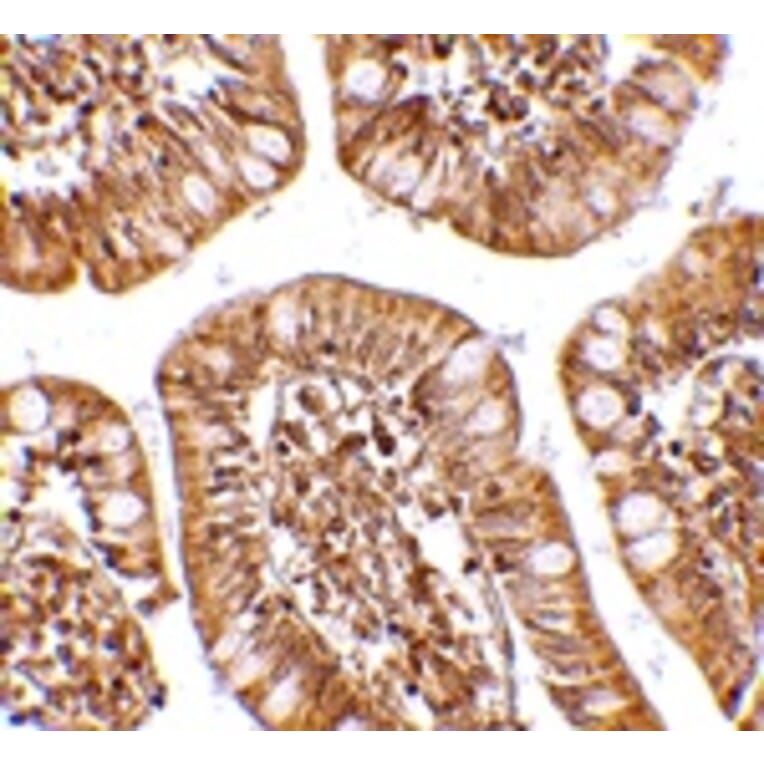 Immunohistochemistry - ZBP1 Antibody from Signalway Antibody (24608) - Antibodies.com