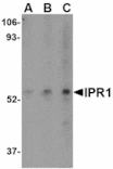 Western blot - IPR1 Antibody from Signalway Antibody (24611) - Antibodies.com