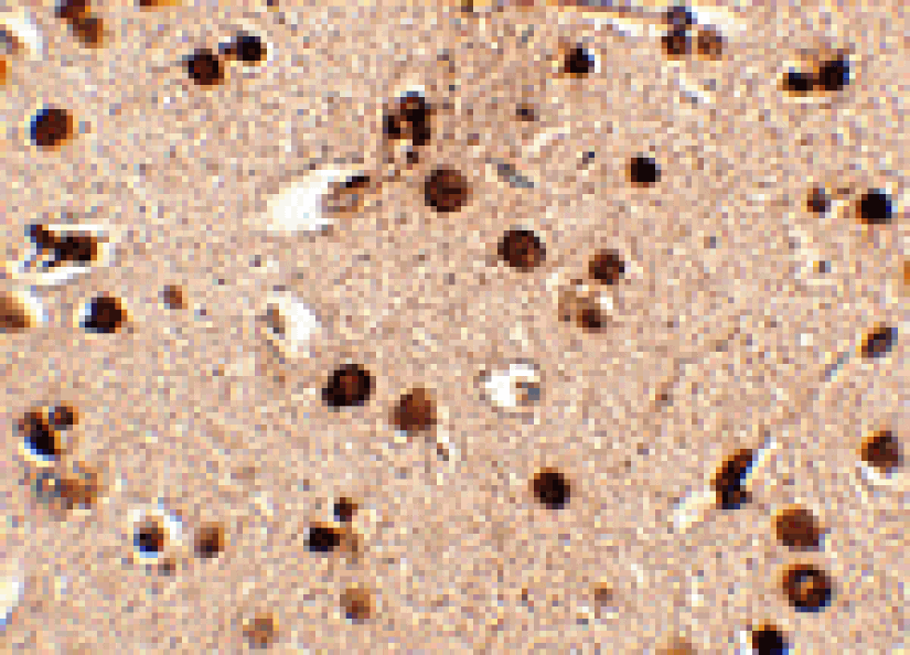 Immunohistochemistry - Rim3 Antibody from Signalway Antibody (24633) - Antibodies.com