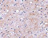 Immunohistochemistry - LGI1 Antibody from Signalway Antibody (24642) - Antibodies.com