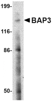 Western blot - BAP3 Antibody from Signalway Antibody (24647) - Antibodies.com
