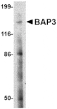 Western blot - BAP3 Antibody from Signalway Antibody (24647) - Antibodies.com
