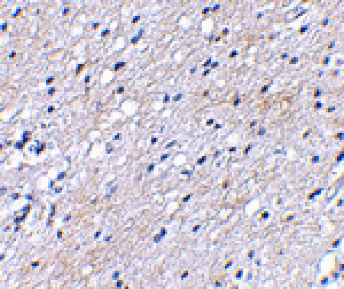 Immunohistochemistry - BAP3 Antibody from Signalway Antibody (24647) - Antibodies.com