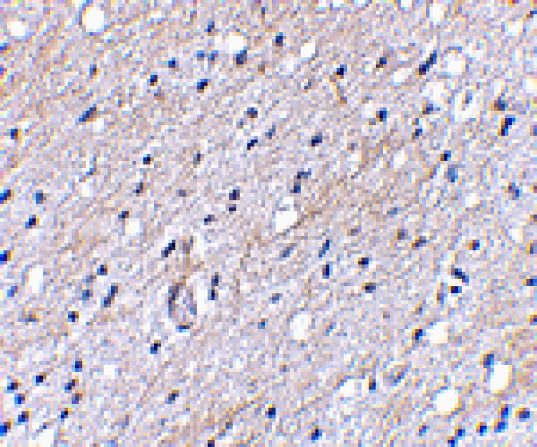 Immunohistochemistry - BAP3 Antibody from Signalway Antibody (24648) - Antibodies.com