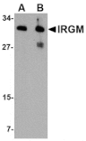 Western blot - IRGM Antibody from Signalway Antibody (24661) - Antibodies.com