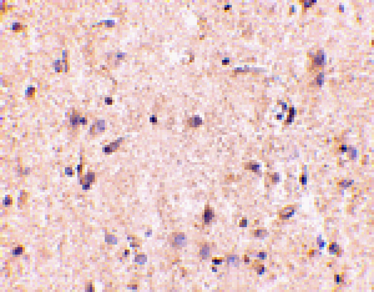 Immunohistochemistry - IRGM Antibody from Signalway Antibody (24661) - Antibodies.com
