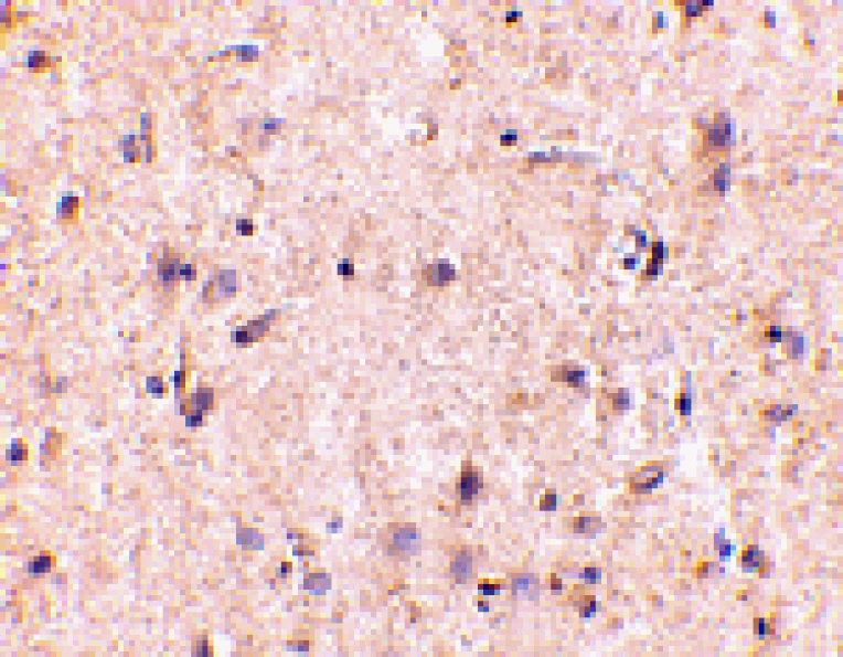 Immunohistochemistry - IRGM Antibody from Signalway Antibody (24661) - Antibodies.com