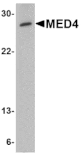 Western blot - MED4 Antibody from Signalway Antibody (24727) - Antibodies.com