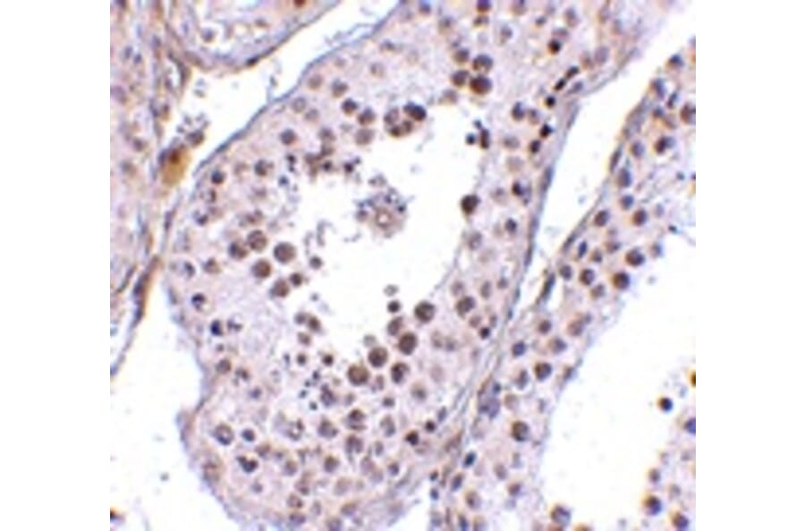 Immunohistochemistry - MED4 Antibody from Signalway Antibody (24727) - Antibodies.com