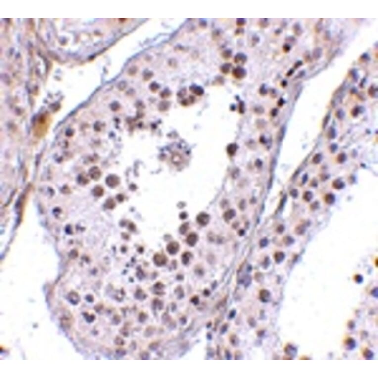 Immunohistochemistry - MED4 Antibody from Signalway Antibody (24727) - Antibodies.com
