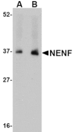 Western blot - NENF Antibody from Signalway Antibody (24736) - Antibodies.com