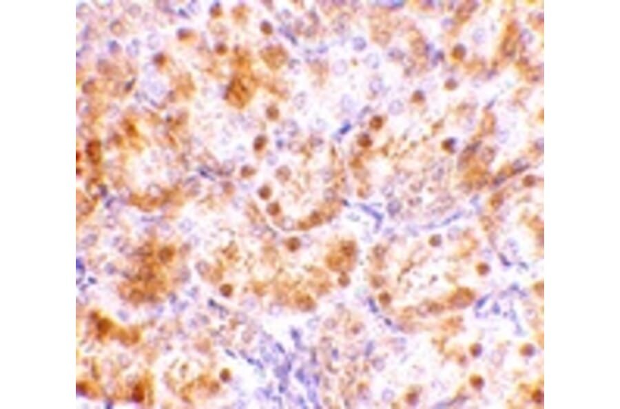 Immunohistochemistry - NENF Antibody from Signalway Antibody (24736) - Antibodies.com