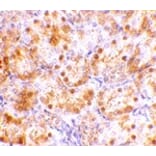 Immunohistochemistry - NENF Antibody from Signalway Antibody (24736) - Antibodies.com