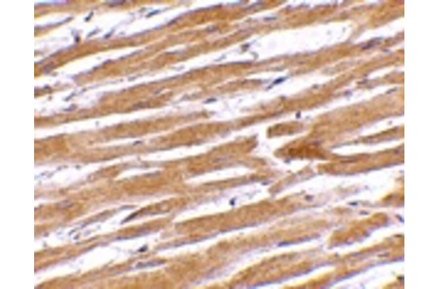 Immunohistochemistry - GPVI Antibody from Signalway Antibody (24742) - Antibodies.com