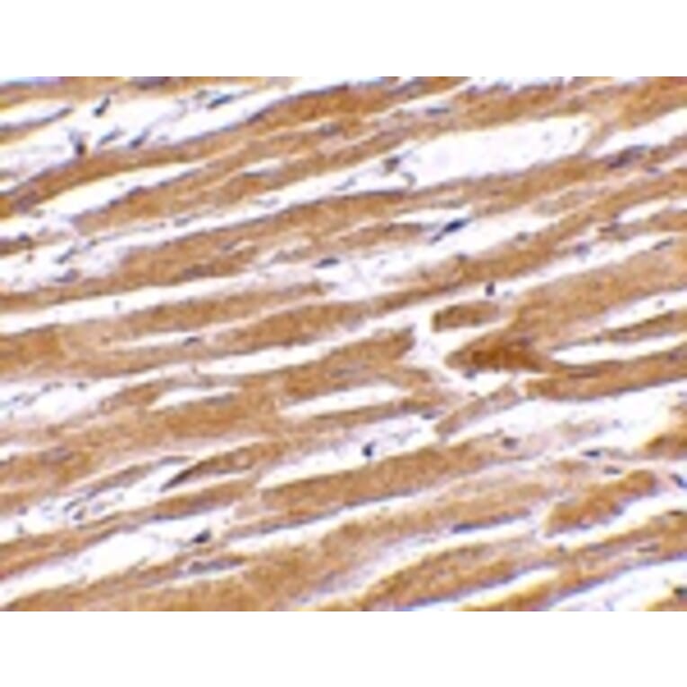 Immunohistochemistry - GPVI Antibody from Signalway Antibody (24742) - Antibodies.com