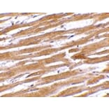 Immunohistochemistry - GPVI Antibody from Signalway Antibody (24742) - Antibodies.com