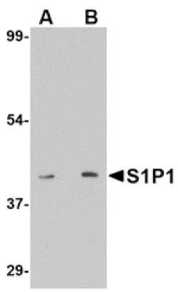Western blot - S1P1 Antibody from Signalway Antibody (24760) - Antibodies.com