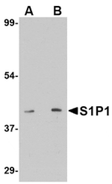 Western blot - S1P1 Antibody from Signalway Antibody (24760) - Antibodies.com