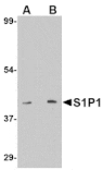 Western blot - S1P1 Antibody from Signalway Antibody (24760) - Antibodies.com