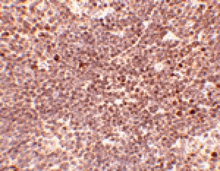 Immunohistochemistry - S1P1 Antibody from Signalway Antibody (24760) - Antibodies.com