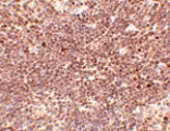 Immunohistochemistry - S1P1 Antibody from Signalway Antibody (24760) - Antibodies.com