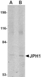Western blot - JPH1 Antibody from Signalway Antibody (24793) - Antibodies.com
