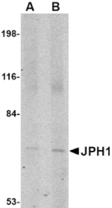 Western blot - JPH1 Antibody from Signalway Antibody (24793) - Antibodies.com