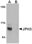 Western blot - JPH3 Antibody from Signalway Antibody (24795) - Antibodies.com